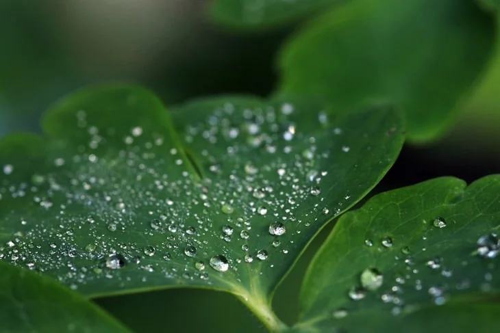 The rainwater will help push the compost in the soil, allowing them to mix naturally.