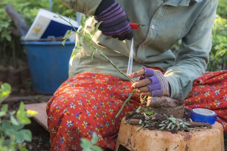 The rose is propagated through grafting