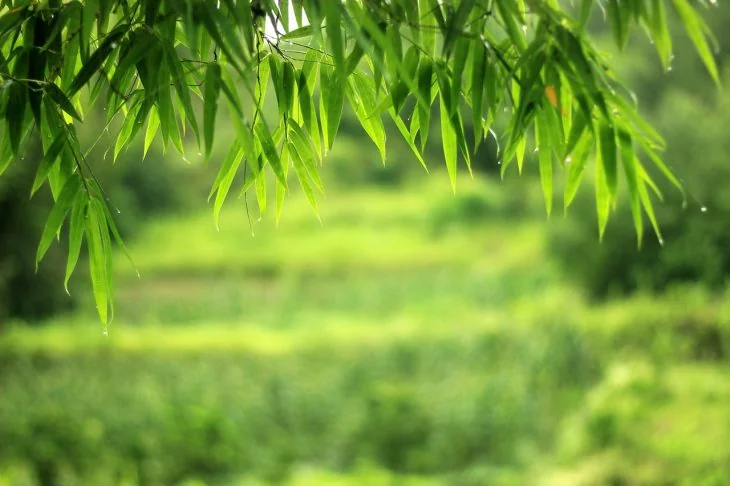 how-to-stop-bamboo-from-spreading