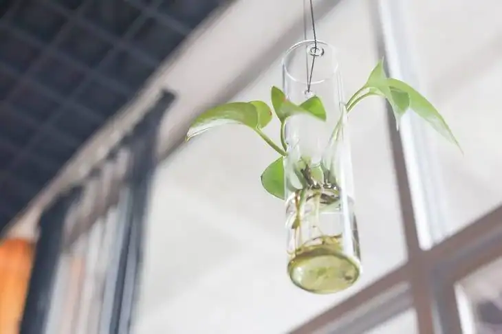 The stem transports nutrients from one area to another