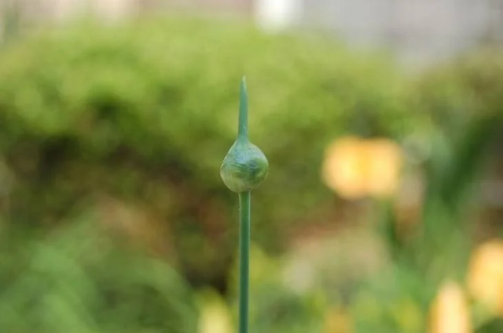 The wild onions in spring season