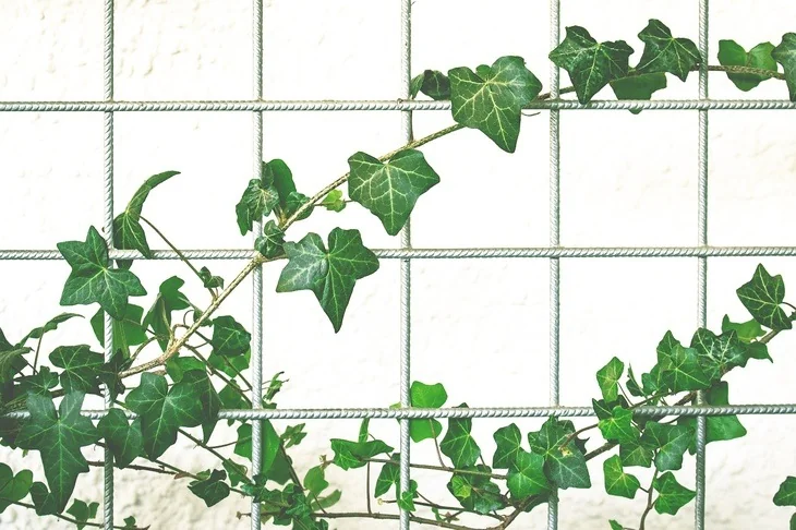 Thin wires can be used to support the strawberry plants