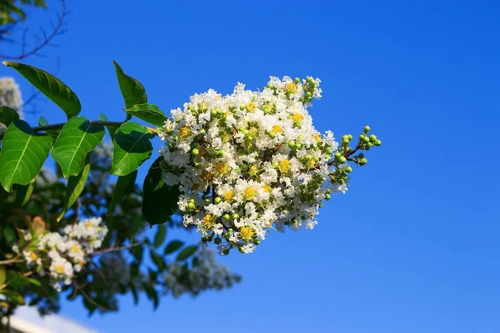 This flowering tree with attractive blooms will please your eye