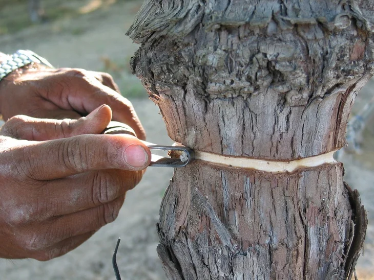 This is a great example of a girdled tree