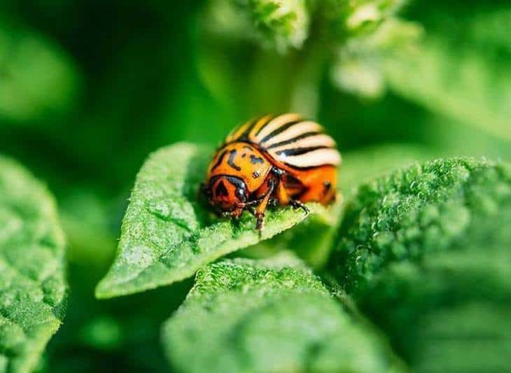 This tiny June bug is perching on top of some root crop