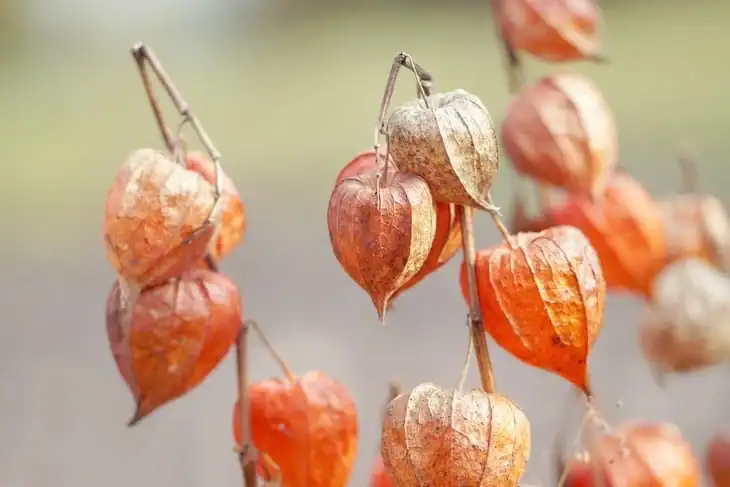 Tomatillos have a different husk color during the winter season. It has a reddish brown color that makes it blend with the autumn season