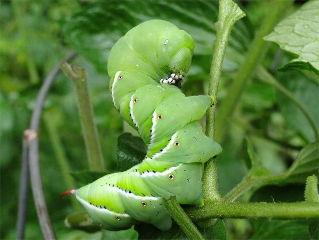 tomato worm - Tomato Hornworm