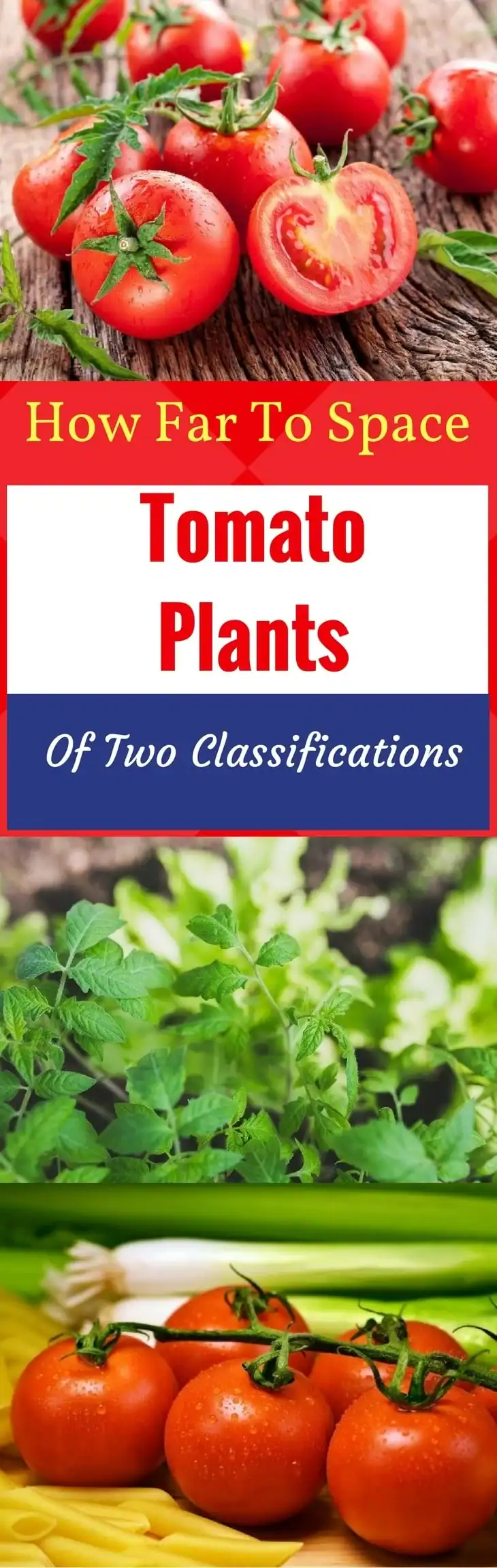 Tomato Plants