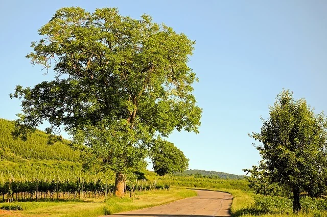 walnut trees