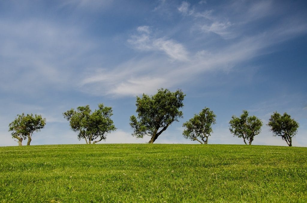 a line of fast growing shade trees in flat land area