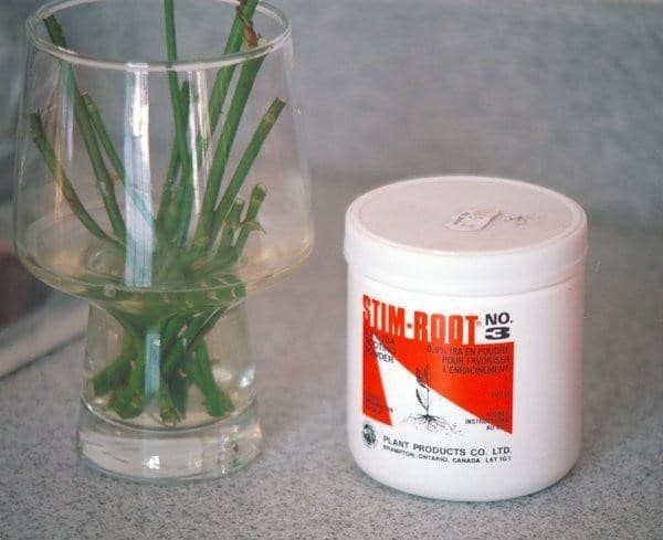 Using a root growth hormone increases the chance of a successful propagation