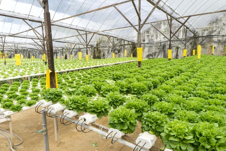 Using hydroponic system is a way of helping the environment since it reduces waste and pollution that soil runoff brings