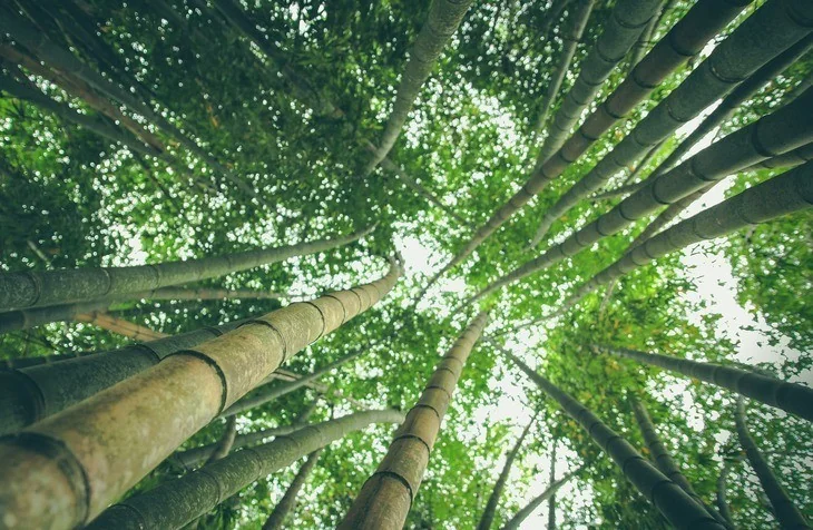 Varieties of Bamboo