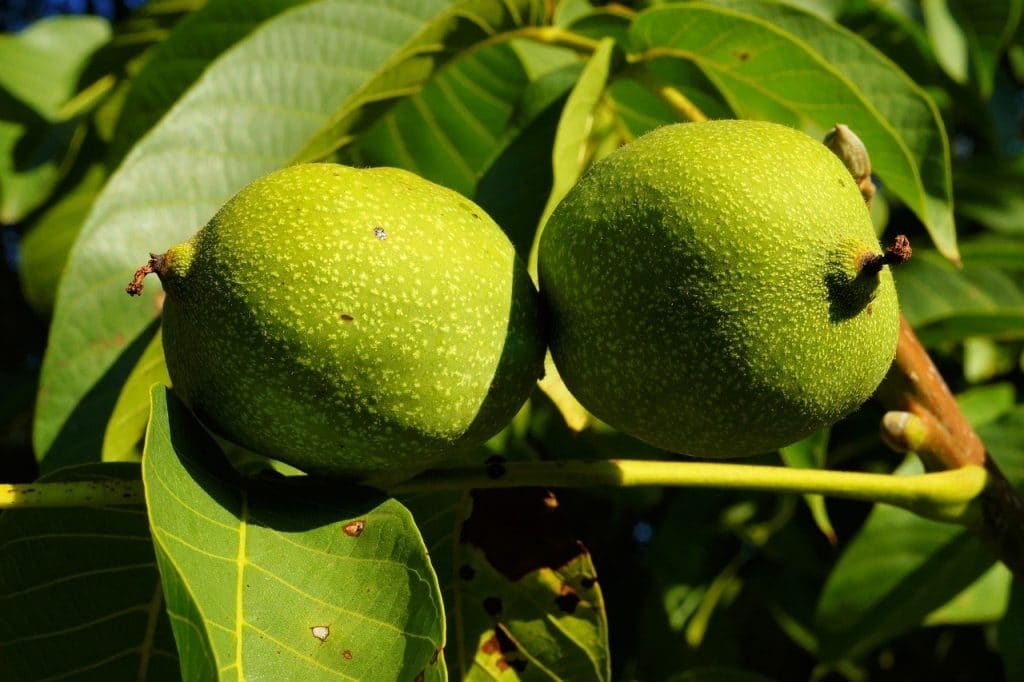 walnut tree requirements