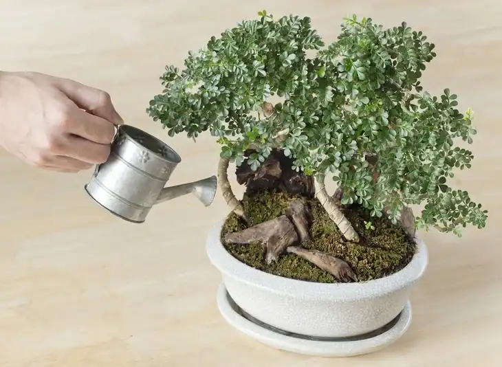 watering plant
