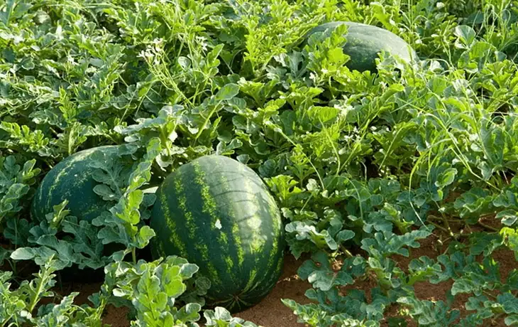 Watermelon plant bore fruits in the middle of the farm
