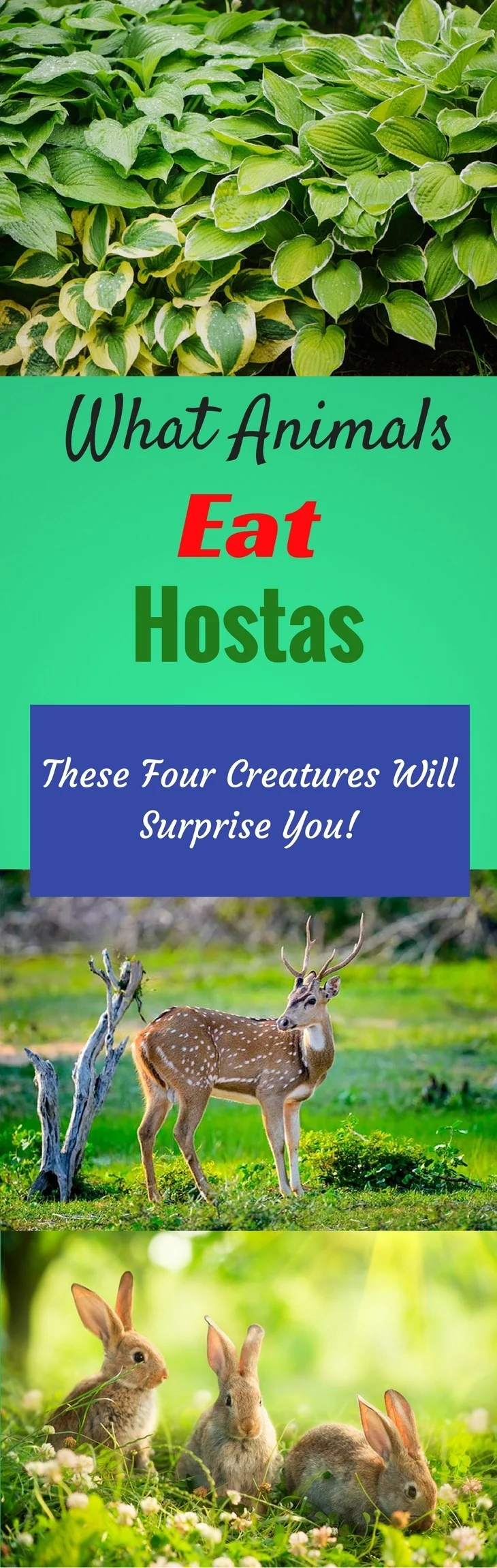 What Animals Eat Hostas