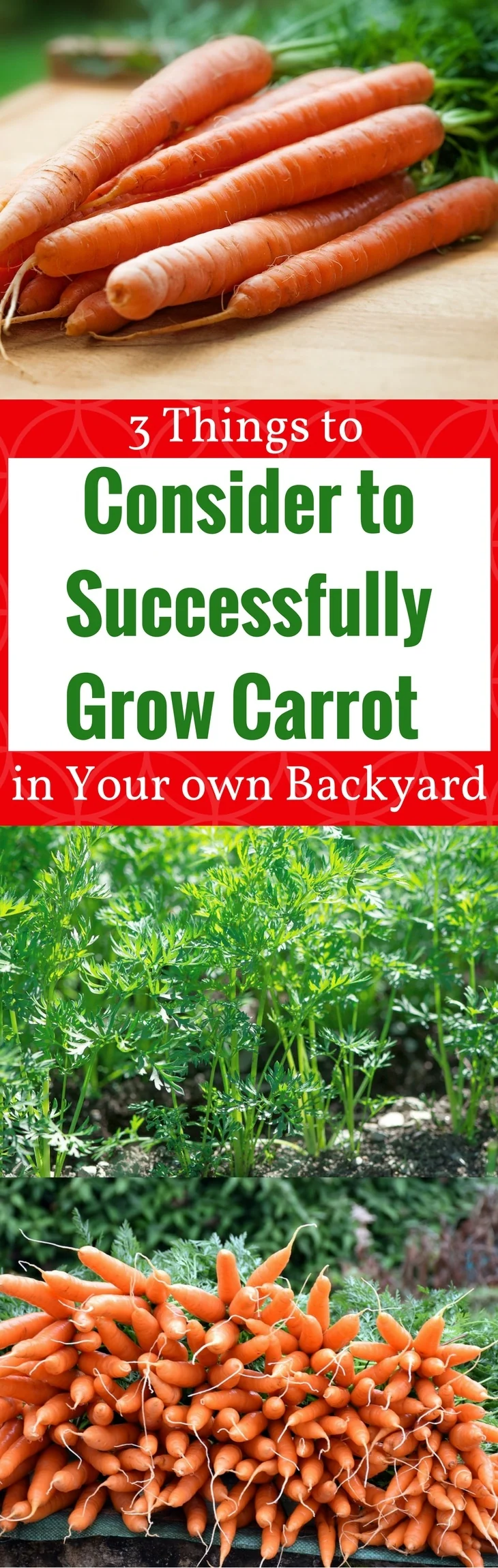 what do carrot sprouts look like pin it