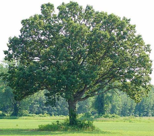 white oak tree