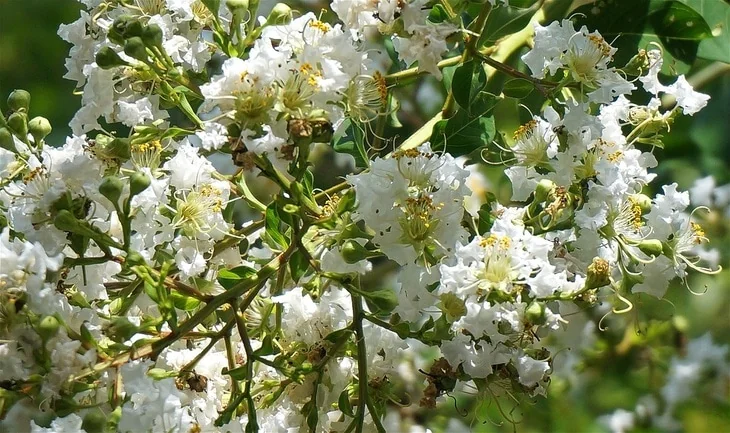 White, red, pink and purple crepe myrtles are said to bloom longer
