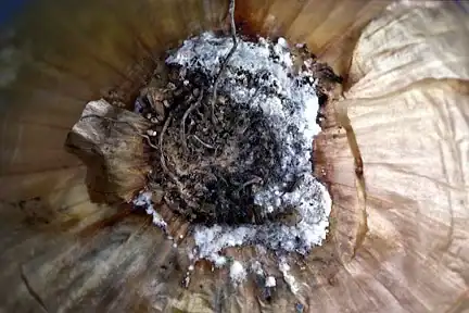 White Rot