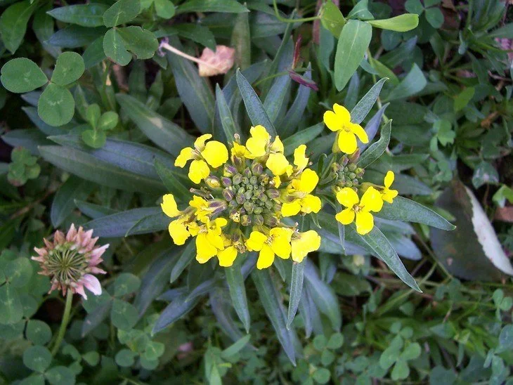 Wild mustard plants grow bright yellow flowers in a compact space surrounded by elongated leaves – the resemblance is uncanny!