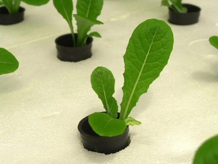With a drip system, you can grow plants in a traditional growing medium