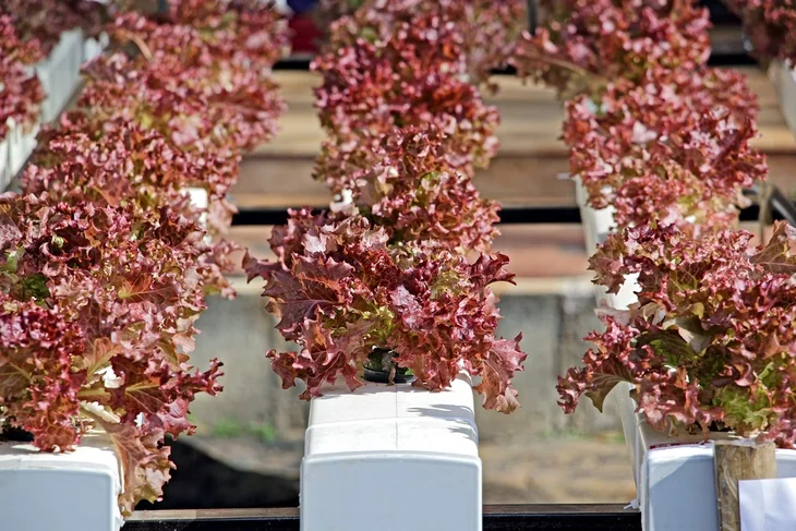 With NFT, your vegetable can enjoy a constant flow of water