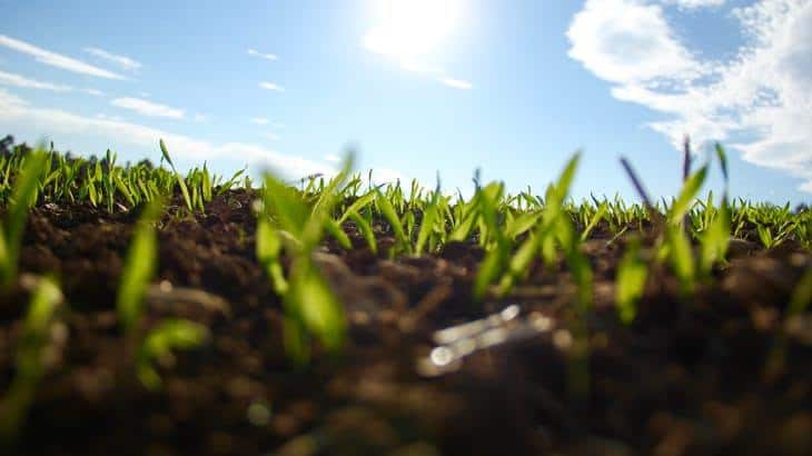 how long does grass seed take to grow fully