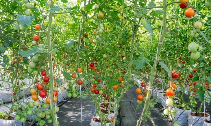 You can grow different vegetables and fruits like tomatoes using the hydroponic method