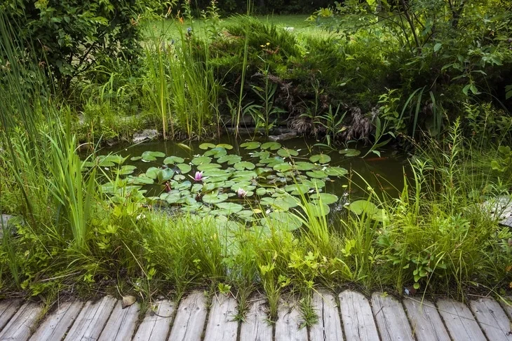 Your garden structure may be the reason why dragonflies are swarming in it