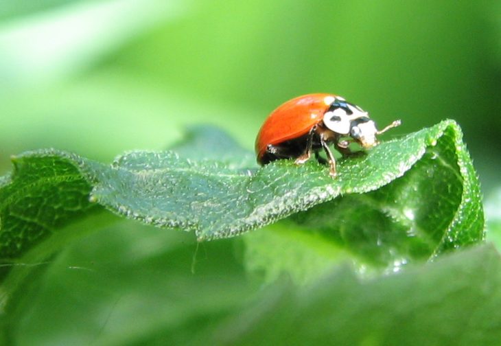 how-to-get-rid-of-spittlebugs