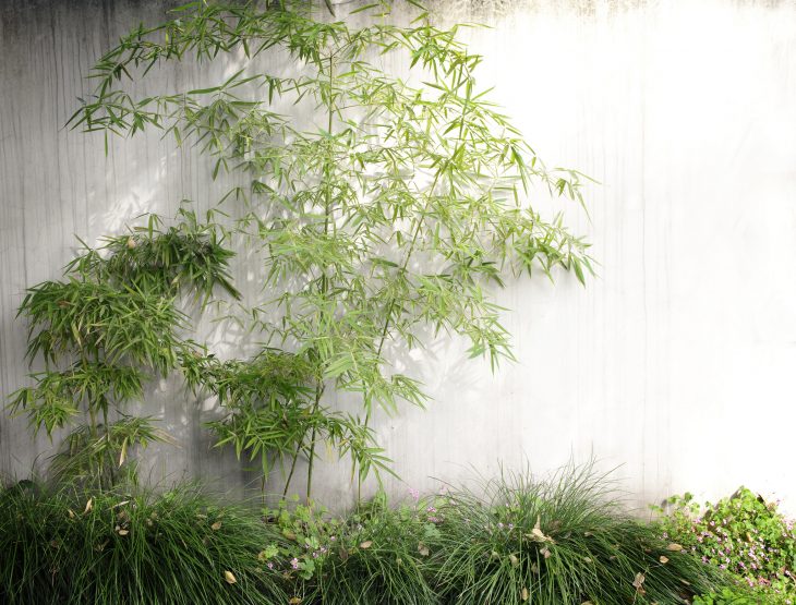 how-to-stop-bamboo-from-spreading