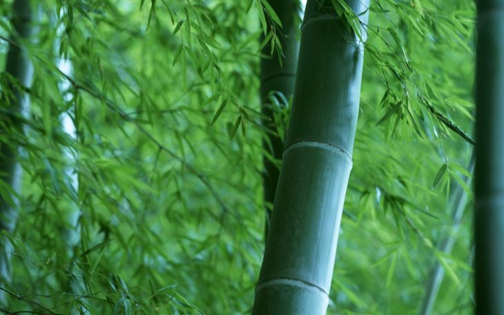 how-to-stop-bamboo-from-spreading