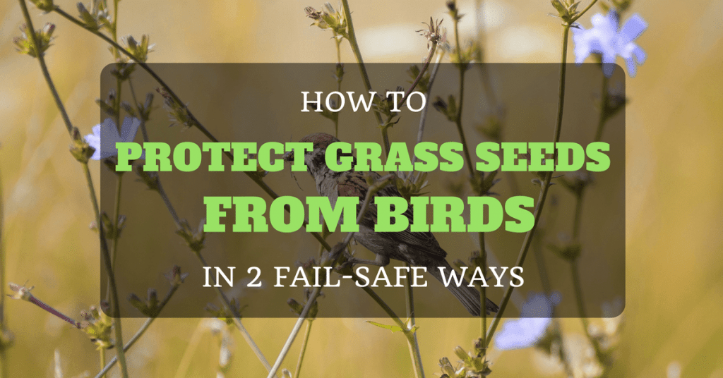 How to Protect Your Grass Seeds from Birds in 2 Fail-safe Ways