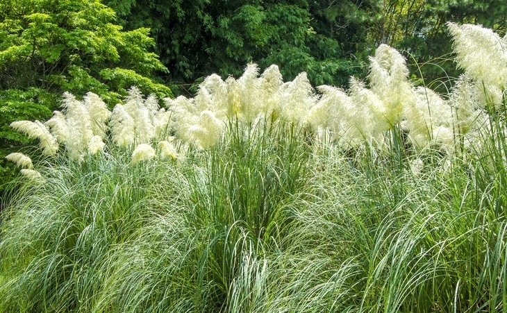 Kill pampas grass before they mature and grow tall