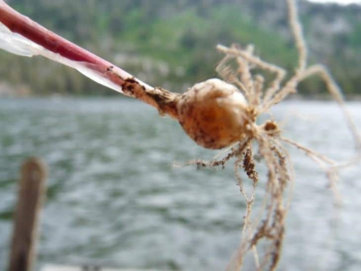 Roots and bulb of the wild onion after pulling it out.