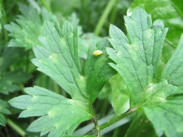 The spittlebug is usually a bright yellow color and tends to blend in with your leaves