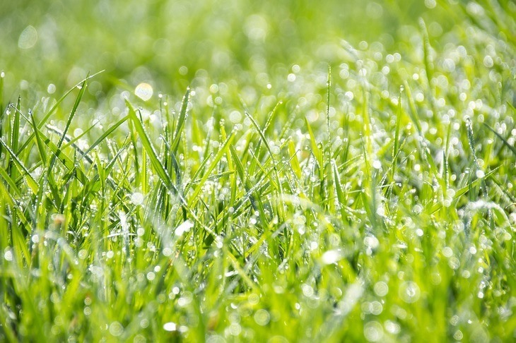 Wet grass is much harder to trim even with the use of lawn cleaning tools