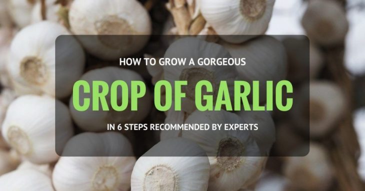 crop of garlic