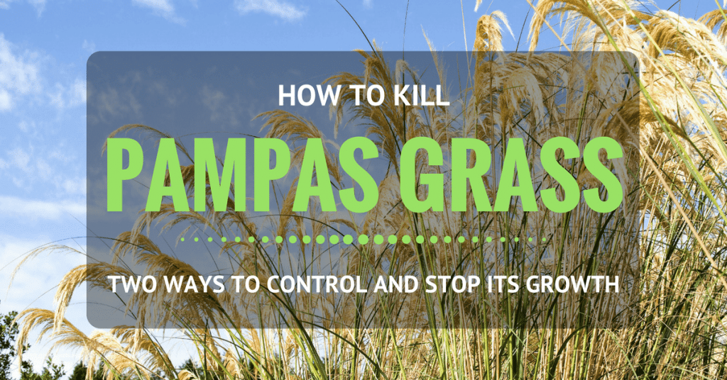 how to kill pampas grass