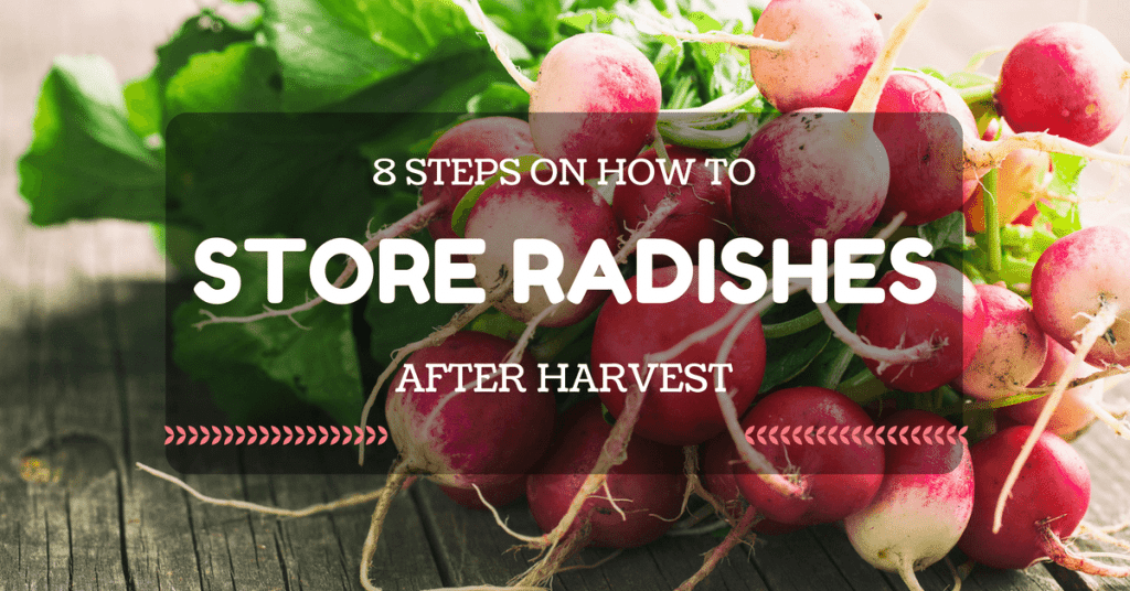 how to store radishes after harvest in 8 steps