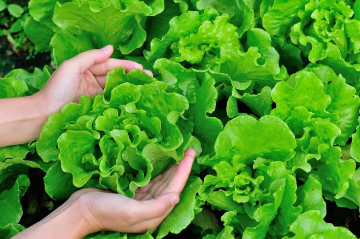 how-to-harvest-buttercrunch-lettuce