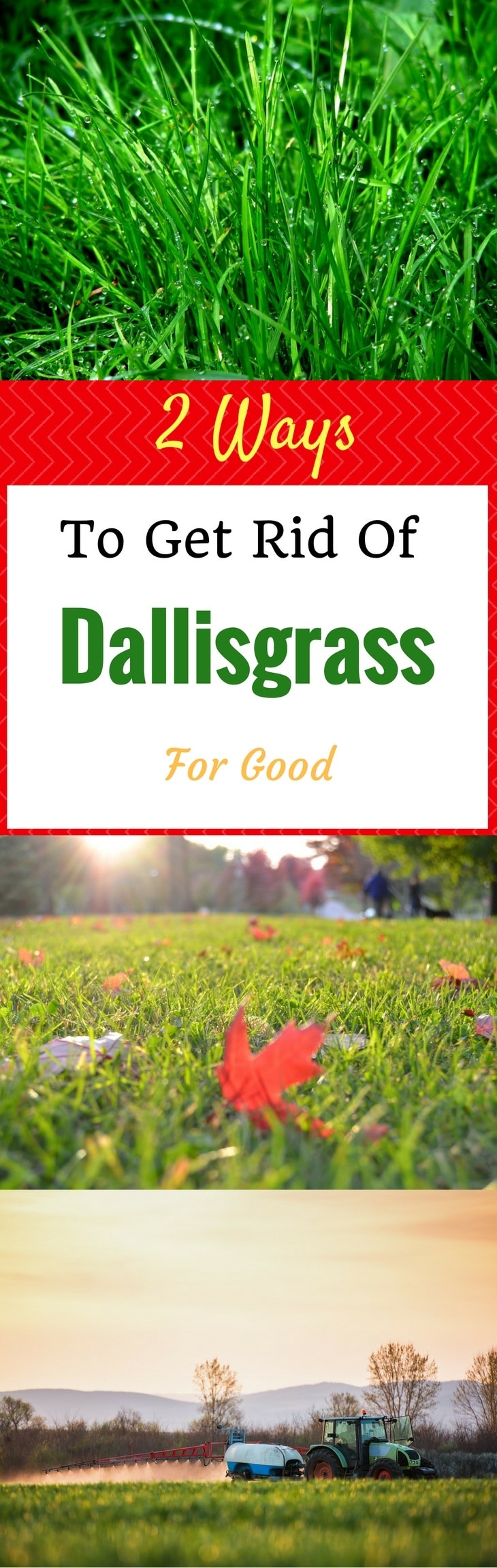 2 Ways To Get Rid Of Dallisgrass For Good
