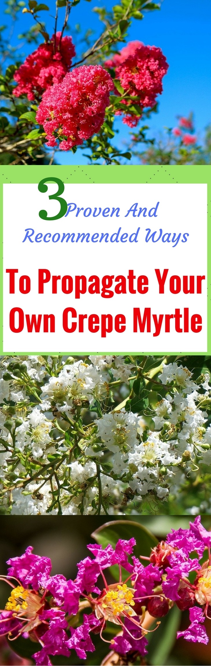 3 Proven And Recommended Ways To Propagate Your Own Crepe Myrtle