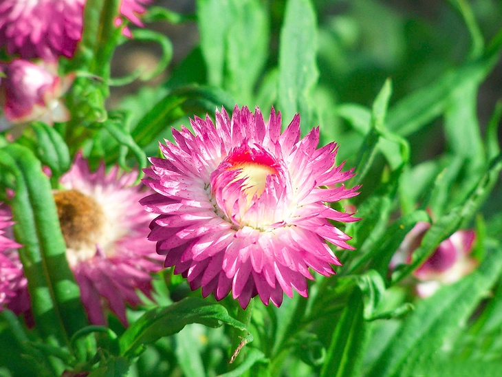 A pink Strawflower, another one-of-a-kind beauty from nature