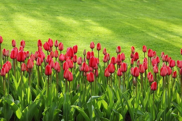 A row of beautiful tulips is made possible by proper fertilization
