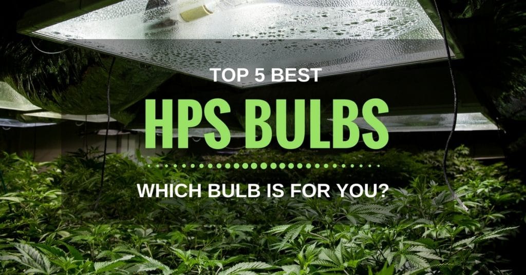 Top 5 Best HPS Bulbs: Which Bulb Is For Flowering?