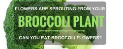 FLOWERS ARE SPROUTING FROM YOUR BROCCOLI PLANT – CAN YOU EAT BROCCOLI FLOWERS