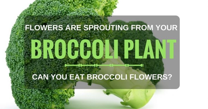 FLOWERS ARE SPROUTING FROM YOUR BROCCOLI PLANT – CAN YOU EAT BROCCOLI FLOWERS